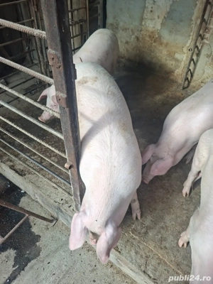 vînd porci 