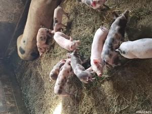 Purcei pietrain - imagine 2