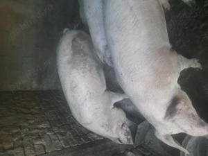 Porci 120-150 kg 