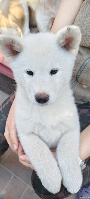 Akita Inu în căutarea unei familie iubitoare 