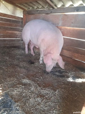 porci de țară 