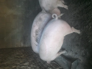 Porci 120-150 kg  - imagine 2