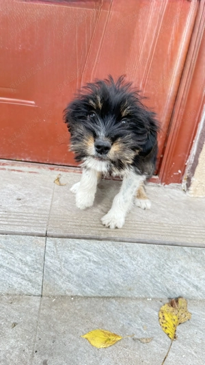 Cățel spre adopție!