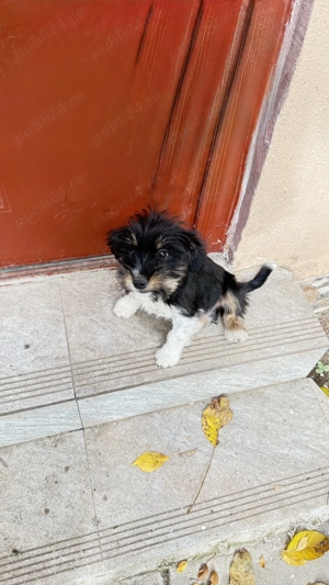 Cățel spre adopție! - imagine 3