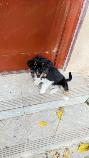 Cățel spre adopție! - imagine 2