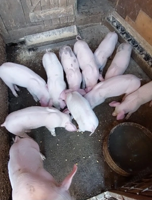 Purcei rasă  de carne