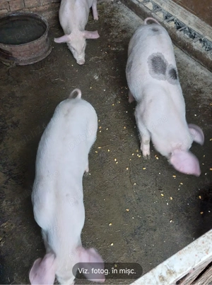 Purcei rasă  de carne