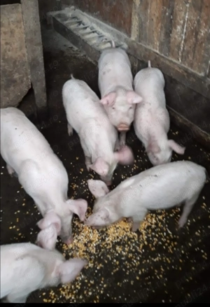 Purcei rasă  de carne