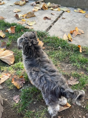 Donez bichon fetiță vârsta 6 luni  - imagine 2