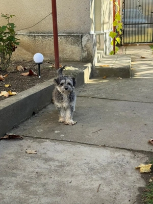 Donez bichon fetiță vârsta 6 luni 