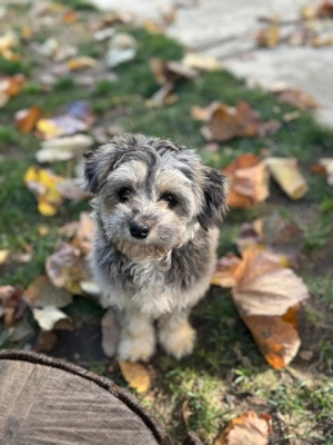 Vând pui bichon mixt cu Yorkshire terrier fetiță