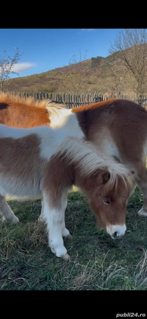 pui ponei de vanzare - imagine 2