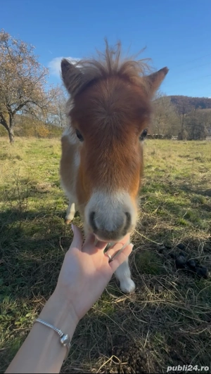 pui ponei de vanzare
