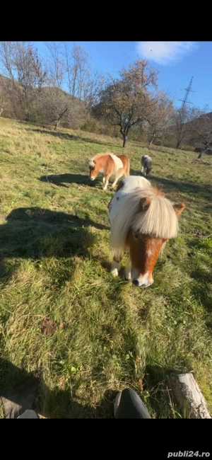 pui ponei de vanzare - imagine 5