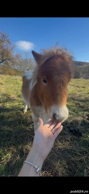 pui ponei de vanzare - imagine 3