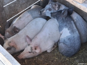 vând 5 purcei de 12 săptămâni 20-25 kg