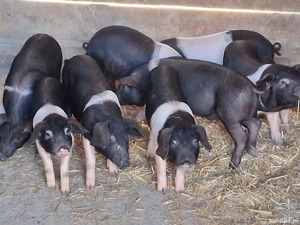 vând 9 purcei de 10 săptămâni, Rasa de calitate Bazna  original!