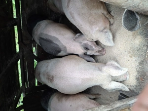 Porci mari de craciun