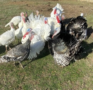 Vând curci și curcani 