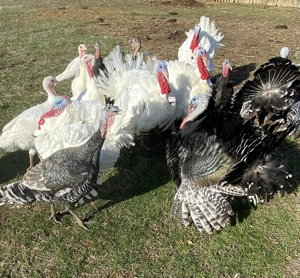 Vând curci și curcani  - imagine 3