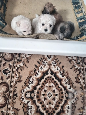 căței bishoni  - imagine 4