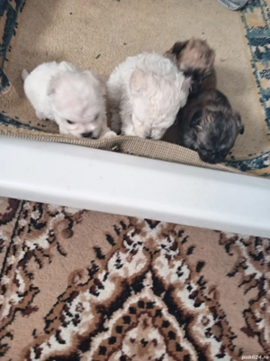 căței bishoni  - imagine 2