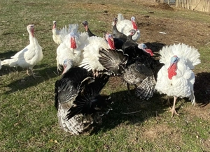 Vând curci și curcani  - imagine 4