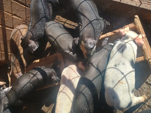 Vând purcelusi duroc 