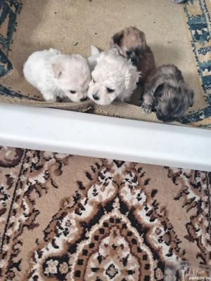 căței bishoni  - imagine 3