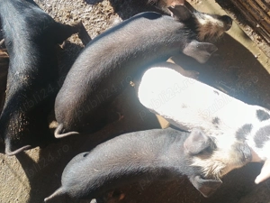 Vând purcelusi duroc  - imagine 2