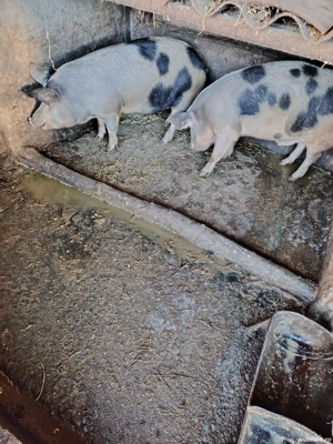 Porci de carne - imagine 2