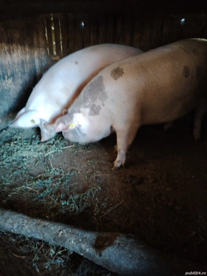 Porci de carne - imagine 3