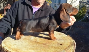 Teckel cu par sârmos 