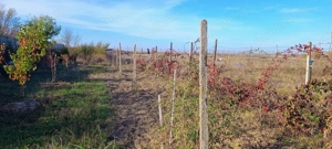 Vând teren intravilan la 30 min de București, Corbii Mari - imagine 10