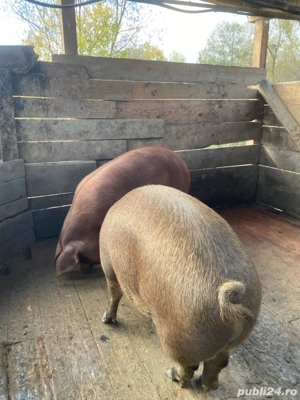 Porc 100-160 kg - imagine 4