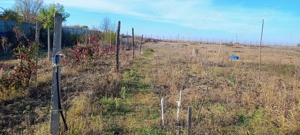 Vând teren intravilan la 30 min de București, Corbii Mari - imagine 9