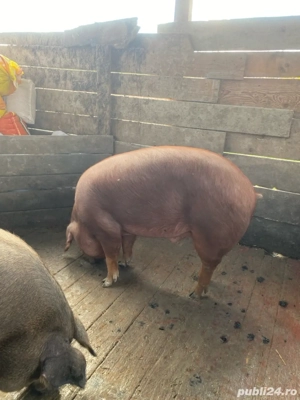 Porc 100-160 kg - imagine 3