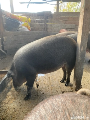 Porc 100-160 kg - imagine 2