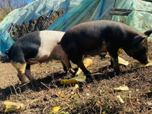 Vand  2  grasuni, 400 negociabil