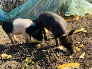 Vand  2  grasuni, 400 negociabil - imagine 3