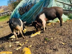 Vand  2  grasuni, 400 negociabil - imagine 4