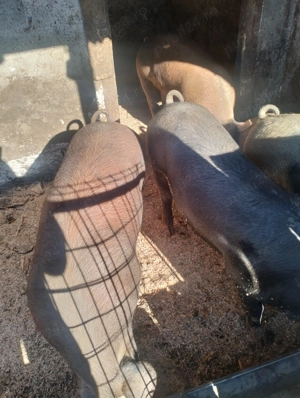 Porci de vânzare  - imagine 2