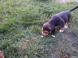 Dau urgent beagle 