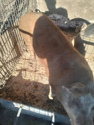 Porci de vânzare  - imagine 5