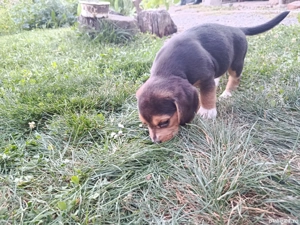 Dau urgent beagle  - imagine 2