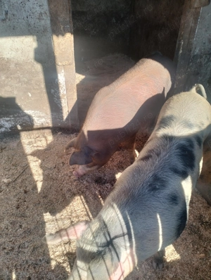 Porci de vânzare  - imagine 3