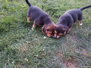 Dau urgent beagle  - imagine 3