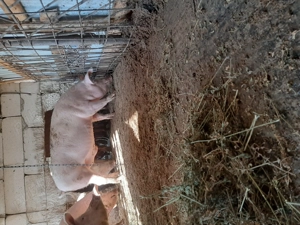 De vânzare porci  - imagine 2