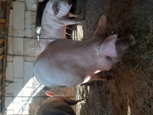 De vânzare porci 