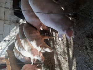 De vânzare porci  - imagine 3